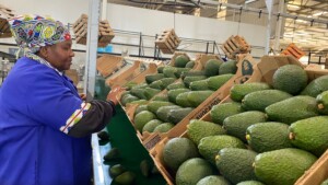Avocados and Western Cape expansion