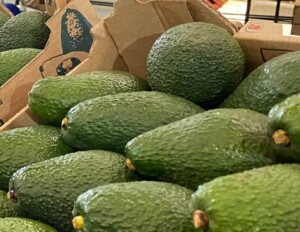 Avocados and Western Cape expansion