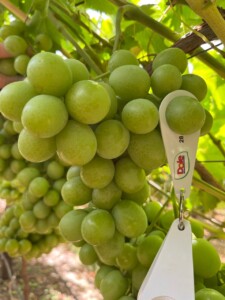 New varieties introduced